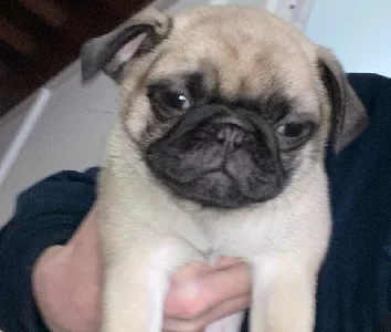 Pug – Mount Gravatt