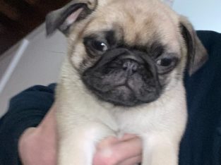 Pug – Mount Gravatt