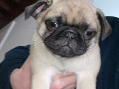 Pug – Mount Gravatt