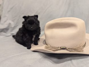 Pomeranian – Elise