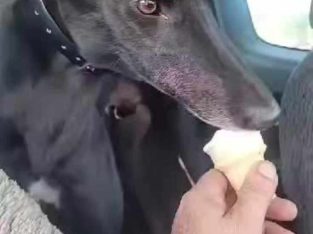 Greyhound – Churchable