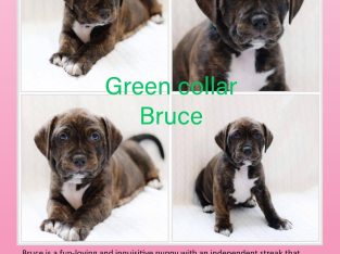 Staffordshire Bull Terrier – Lalor