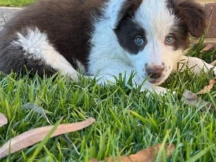 Border Collie – Christine G