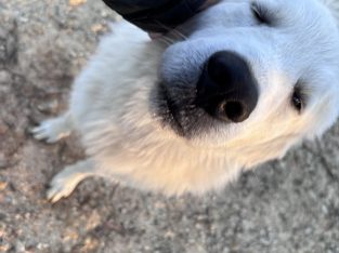 Maremma Sheepdog – Manar