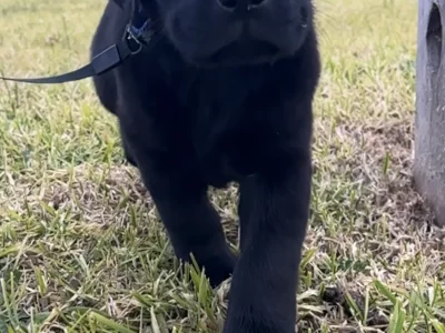 Labrador Retriever – Rockbank