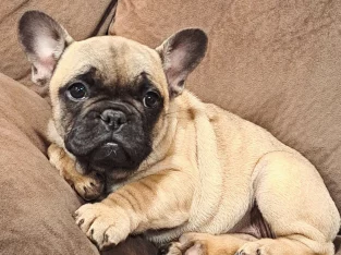 French Bulldog – Hoskinstown