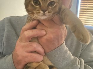 Bristish Shorthair- Tynong