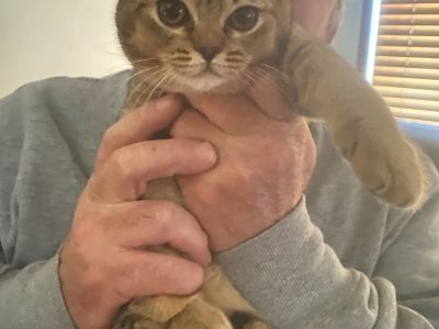 Bristish Shorthair- Tynong