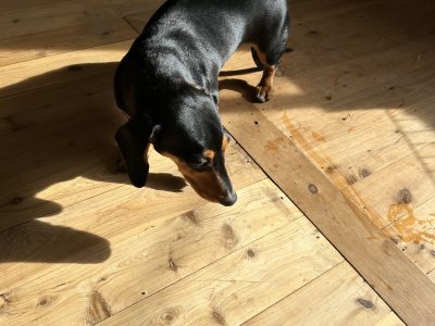 Dachshund – Georgetown