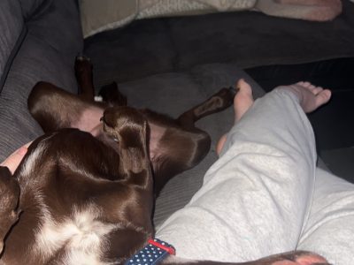 Australian Kelpie – Dubbo