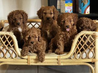 Cavoodle – Cranbourne North