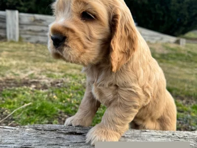 Cocker Spaniel – Oberon