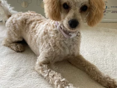 Toy Poodle – Blacktown