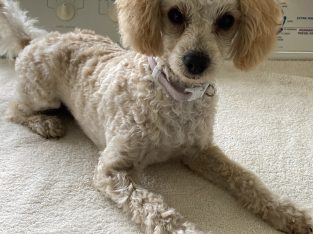 Toy Poodle – Blacktown
