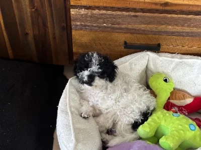 Cavoodle – Mitcham