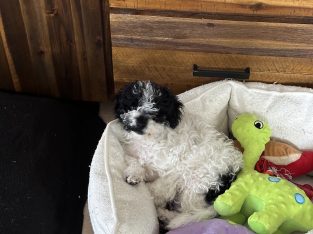 Cavoodle – Mitcham