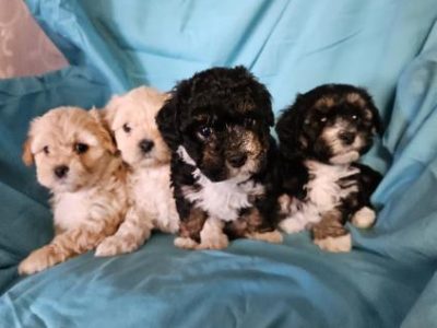 Cavoodle – Bunbury