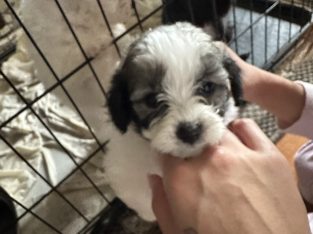 Poodle Mini – Hillside