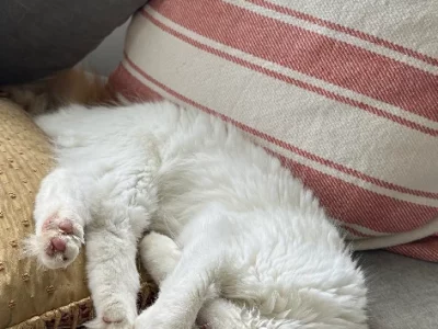 Domestic Long Hair (DLH) – Maroubra