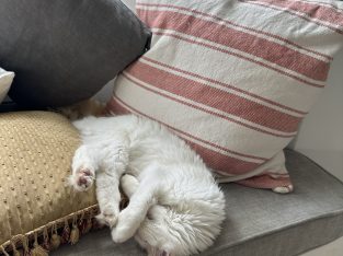 Domestic Long Hair (DLH) – Maroubra