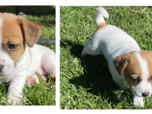 Jack Russell – Narrabri