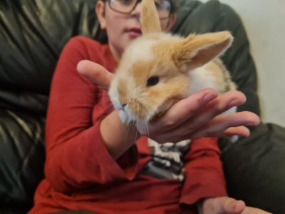 Rabbits – Smithfield