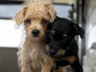 Toy Poodle – Gympie