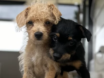 Toy Poodle – Gympie