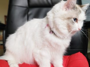 Ragdoll – Mill Park