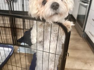 Dogs – Canley Heights