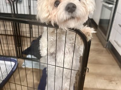 Dogs – Canley Heights