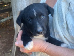 Border Collie – Coowonga