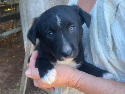 Border Collie – Coowonga