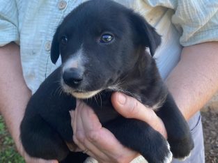 Border Collie – Coowonga