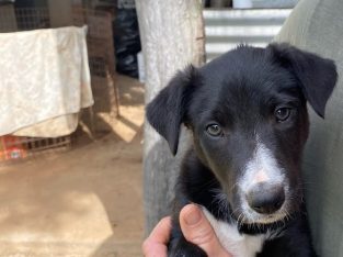 Border Collie – Coowonga