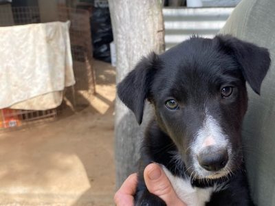 Border Collie – Coowonga