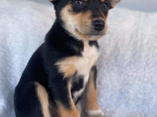 Australian Kelpie – Goulburn