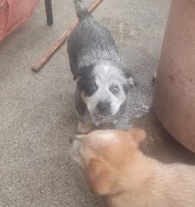 Australian Cattle Dog – Apollo Bay