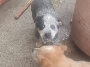 Australian Cattle Dog – Apollo Bay