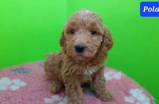 Groodle – Goulburn