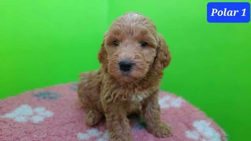 Groodle – Goulburn