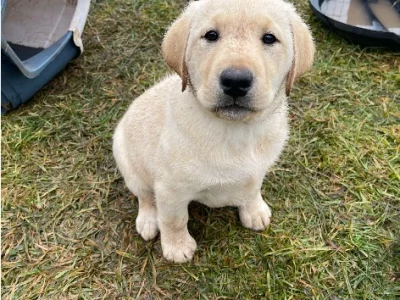 Labrador Retriever – Clyde