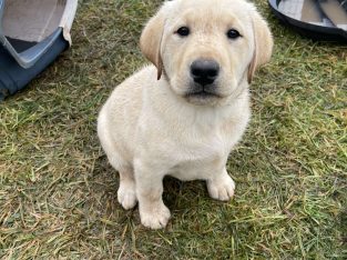 Labrador Retriever – Clyde