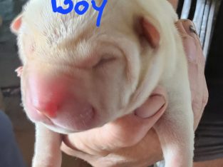 Shar Pei – Malanda