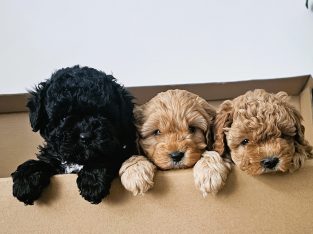 Cavoodle – Noarlunga