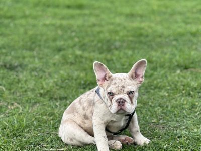 French Bulldog – Deanside