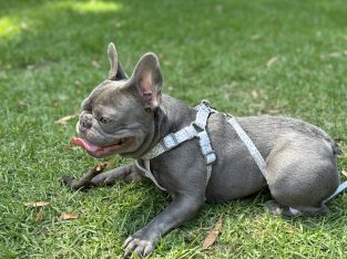 French Bulldog – Deanside