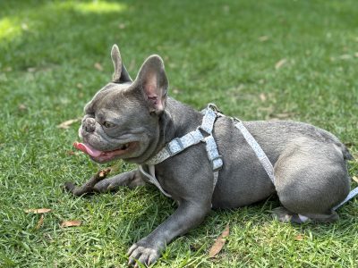 French Bulldog – Deanside