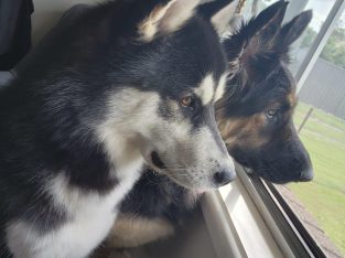 German Shepherd – Llandilo