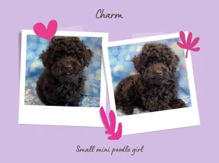 Poodle Mini – Dalby